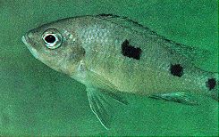 Copadichromis azureus, female; photo by Ad Konings