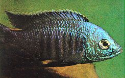 Copadichromis azureus, living holotype; photo by Ad Konings