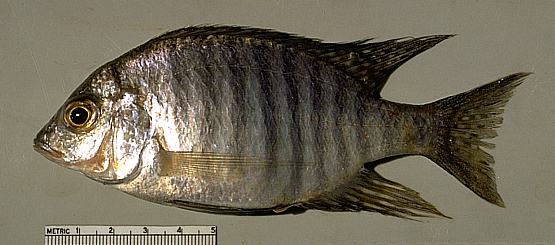 Lethrinops sp. C, photo copyright &copy; by M. K. Oliver