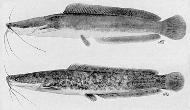 Clarias gariepinus, a clariid catfish
found in Lake Malawi; illustration from Jubb (1967), used by permission
of A. A. Balkema Publishers