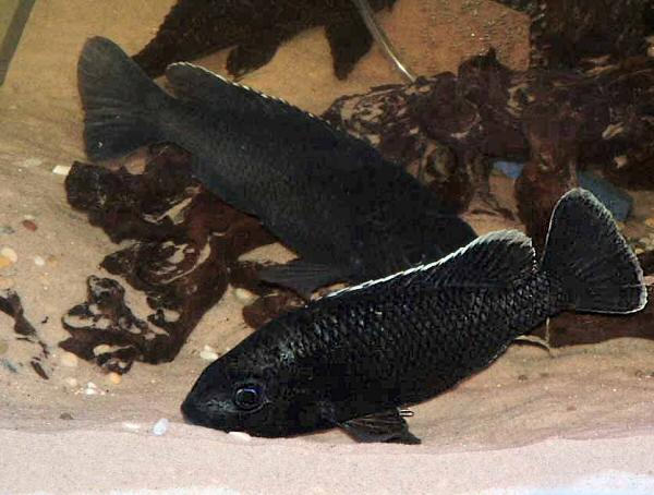 Jaws of Oreochromis karongae, photo &copy; by G.F. Turner