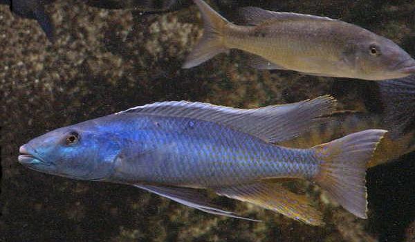 Champsochromis caeruleus,
photo &copy; by Frank Panis used by permission