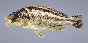 Cheilochromis euchilus, photo &copy; M.K. Oliver