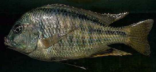 Chilotilapia rhoadesii, photo by M.K. Oliver