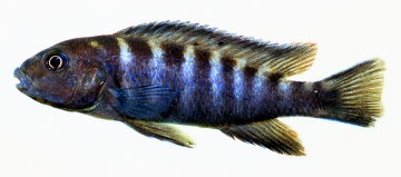 Chindongo bellicosus. Photo &copy; by M.K. Oliver