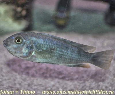 Chindongo minutus, female. Photo &copy; by Johan Groffen; used by permission