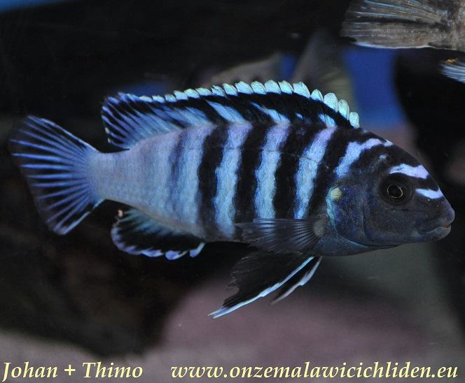 Chindongo minutus, male. Photo &copy; by Johan Groffen; used by permission