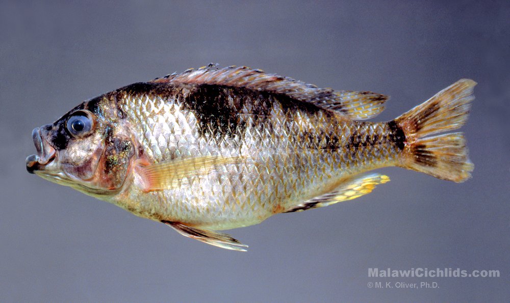 Naevochromis chrysogaster, photo of adult copyright &copy; by M. K. Oliver