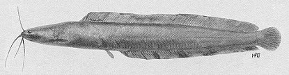 Clarias theodorae, a clariid catfish
found in Lake Malawi; illustration from Jubb (1967), used by permission
of A. A. Balkema Publishers