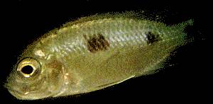 Copadichromis mbenjii, female; photo by Ad Konings