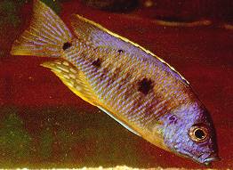 Copadichromis mbenjii, holotype; photo by Ad Konings