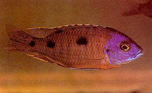 Copadichromis mbenjii, male; photo by Ad Konings
