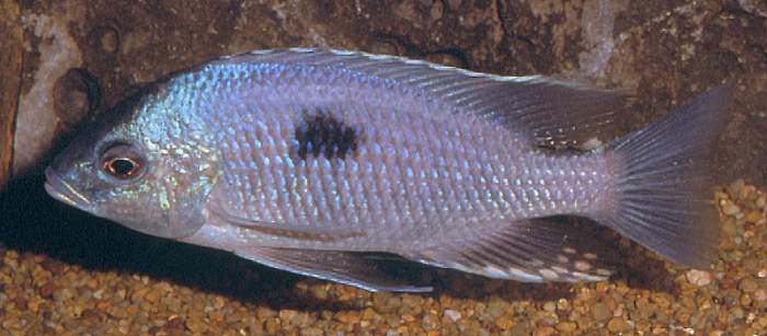 Copadichromis pleurostigma, photo copyright &copy; by Mark P. Smith,
used by permission