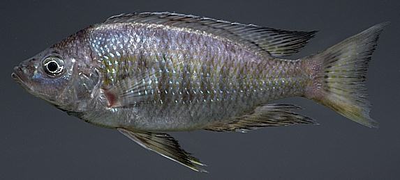 Copadichromis ?virginalis; photo by M.K. Oliver