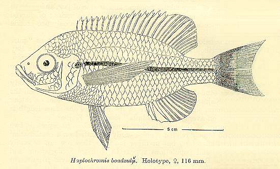 Copadichromis boadzulu, drawing of holotype