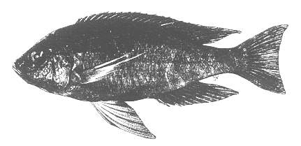 Mchenga cyclicos, drawing of holotype