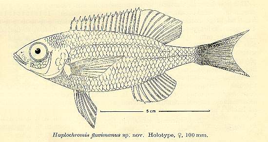 Mchenga flavimanus, drawing of holotype from Iles (1960)