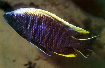 Copadichromis geertsi, male, photo by Ad Konings,
from Konings (1999), used by permission