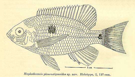 Copadichromis pleurostigmoides, drawing of holotype