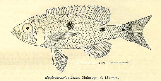 Copadichromis nkatae, drawing of holotype