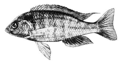 Mchenga thinos, drawing of holotype