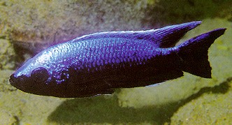 Copadichromis trewavasae, male, photo by Ad Konings,
from Konings (1999), used by permission