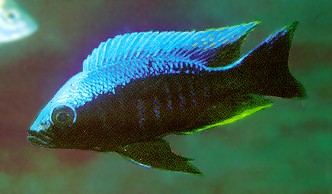 Copadichromis trewavasae, another male, photo by
Ad Konings, from Konings (1999), used by permission
