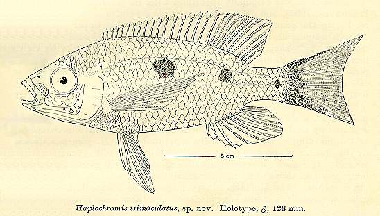 Copadichromis trimaculatus, drawing of holotype