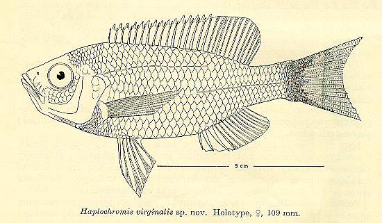 Copadichromis virginalis, drawing of holotype