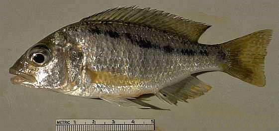 Corematodus
taeniatus; photo copyright &copy; 1997 by M. K. Oliver
