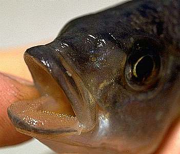 Corematodus taeniatus (jaws and dentition); photo copyright &copy; 1997 by M. K. Oliver