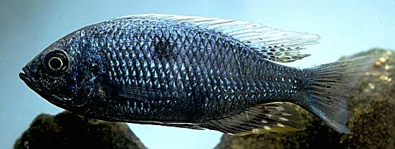 Copadichromis chrysonotus, breeding male; photo by M.K. Oliver