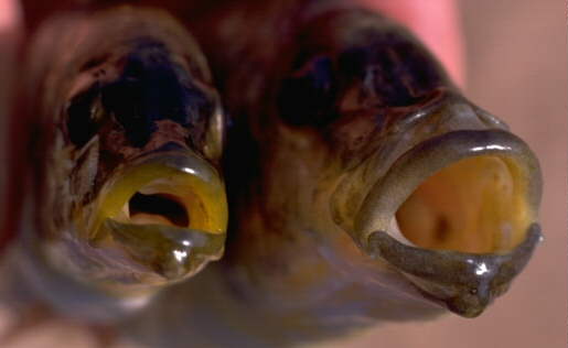 Heads of two Naevochromis chrysogaster, photo
copyright &copy; by M.K. Oliver