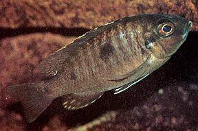 Copadichromis verduyni; photo by Ad Konings