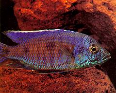 Copadichromis verduyni, male; photo by Ad Konings