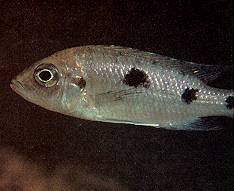 Copadichromis verduyni, female; photo by Ad Konings