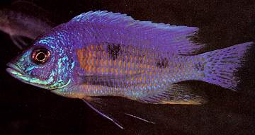 Copadichromis verduyni, male; photo by Ad Konings