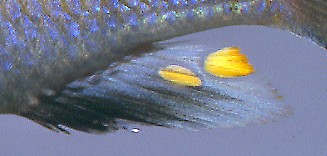 Anal fin of male Cyathochromis obliquidens, photo copyright &copy; by M. K. Oliver