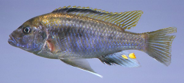 Cyathochromis obliquidens,
photo copyright &copy; by M. K. Oliver