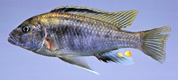 Cyathochromis obliquidens. Photo &copy; by M.K. Oliver