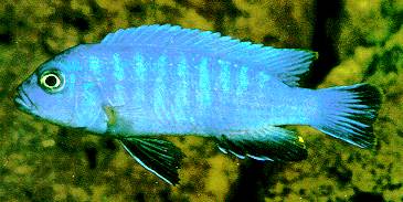 Cynotilapia axelrodi, photo by Ad Konings