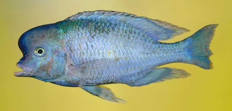 Cyrtocara moorii, photo &copy; 2001 by M. K. Oliver