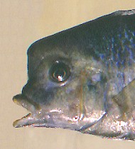 C. moorii, head variation; photo &copy; 2001 by M. K. Oliver