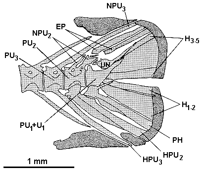 Caudal skeleton of
Cyrtocara moorii from Lake Malawi