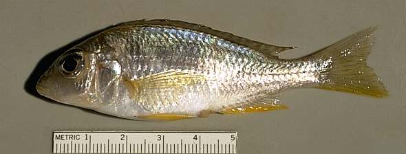 Otopharynx decorus. Photo copyright &copy; 1997 by M. K. Oliver