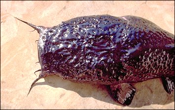 Head of Bathyclarias foveolatus,
an endemic deepwater clariid
found in Lake Malawi; photograph copyright &copy; 1999
by M. K. Oliver