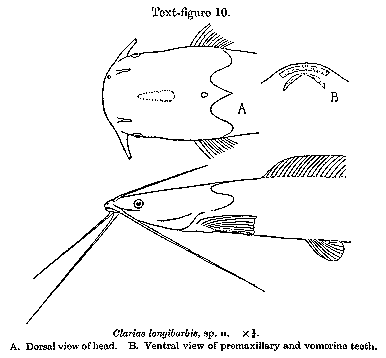 Bathyclarias longibarbis, a clariid catfish
found in Lake Malawi; illustration from Worthington (1933)
