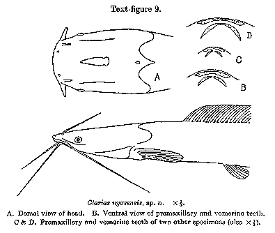 Bathyclarias nyasensis, a clariid catfish
found in Lake Malawi; illustration from Worthington (1933)