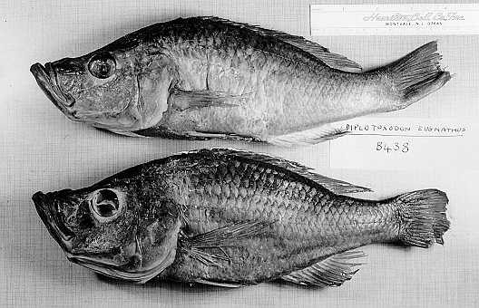 Diplotaxodon greenwoodi, uncatalogued BMNH specimens. Photo &copy; 1997 by M. K. Oliver.