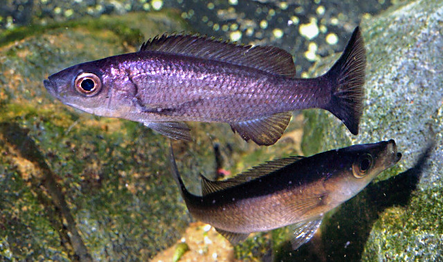Diplotaxodon limnothrissa, photo copyright &copy; by Oliver Lucanus